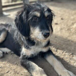 Ginger – geb. ca. 05/2026