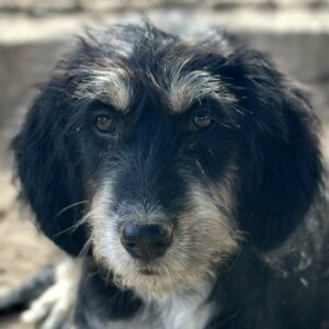 Ginger – geb. ca. 05/2026