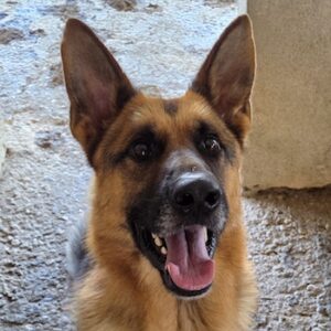 Harryson – geb. ca. 04/2025