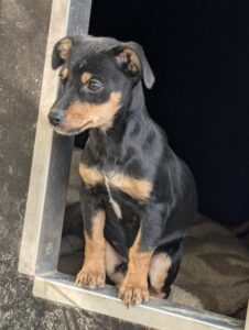 Haru – geb. ca. 07/2026