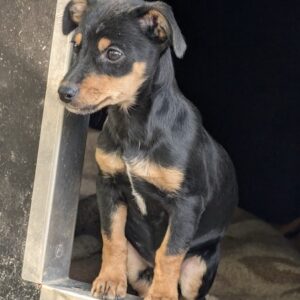 Haru – geb. ca. 07/2026 – reserviert