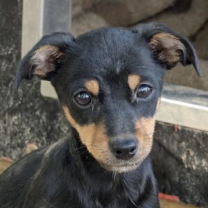 Haru – geb. ca. 07/2026