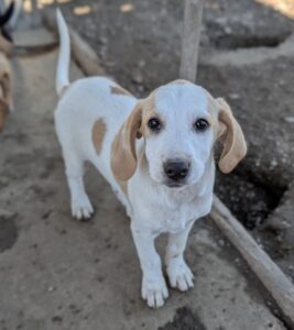 Lola – geb. ca. 07/2026