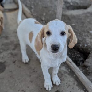 Lola – geb. ca. 07/2026