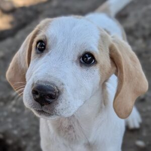 Lola – geb. ca. 07/2026