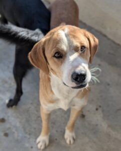 Mister – geb. ca. 04/2026