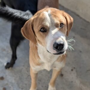Mister – geb. ca. 04/2026