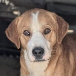 Mister – geb. ca. 04/2026