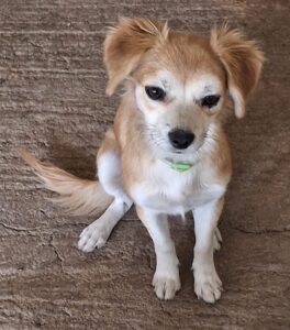 Mocha – geb. ca. 03/2026