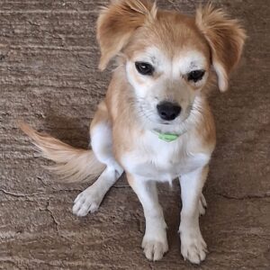 Mocha – geb. ca. 03/2026