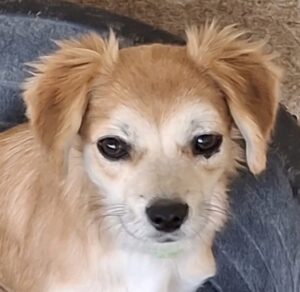 Mocha – geb. ca. 03/2026