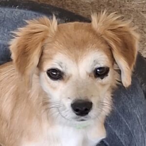 Mocha – geb. ca. 03/2026