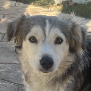 Pandora – geb. ca. 07/2025